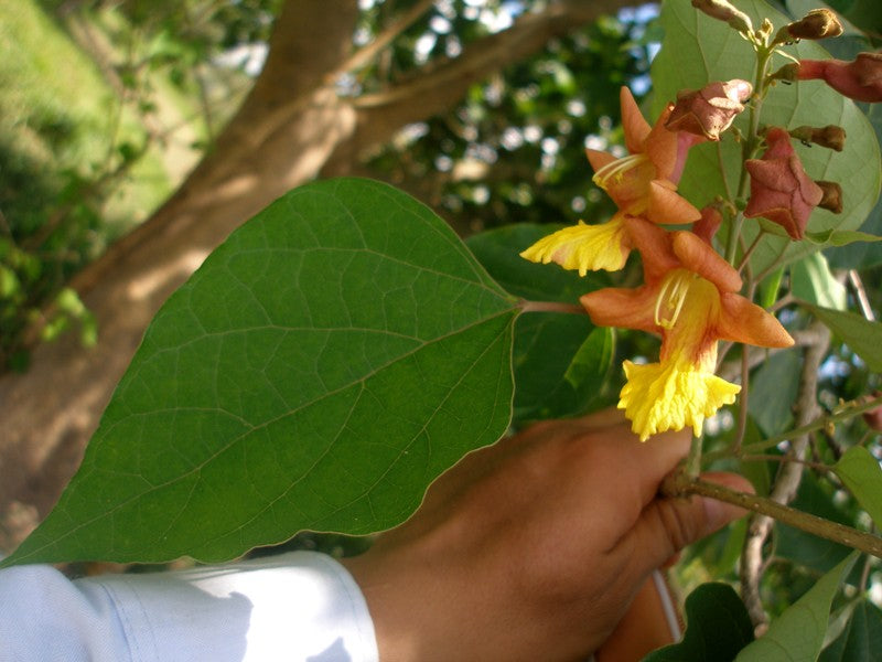 Gmelina Arborea Tree 5-10 Seeds, Medicinal Gambhari Gamhar Snapdragon ...