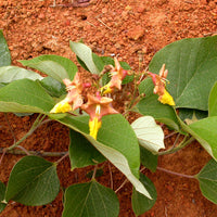Gmelina Arborea Tree 5-10 Seeds, Medicinal White Teak