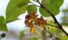 Gmelina Arborea Tree 5-10 Seeds, Medicinal White Teak