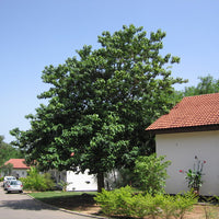 Gmelina Arborea Tree 5-10 Seeds, Medicinal White Teak
