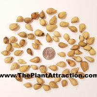 Gmelina Arborea Tree 5-10 Seeds, Medicinal White Teak