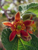 Grewia Villosa Shrub 5 Seeds, Endangered Medicinal Mallow Raisin