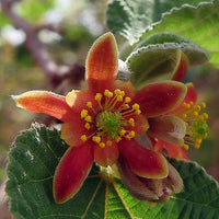 Grewia Villosa Shrub 5 Seeds, Endangered Medicinal Mallow Raisin