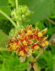 Grewia Villosa Shrub 5 Seeds, Endangered Medicinal Mallow Raisin