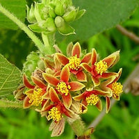 Grewia Villosa Shrub 5 Seeds, Endangered Medicinal Mallow Raisin