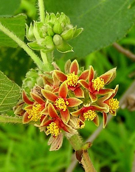 Grewia Villosa Shrub 5 Seeds, Endangered Medicinal Mallow Raisin