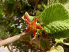 Grewia Villosa Shrub 5 Seeds, Endangered Medicinal Mallow Raisin