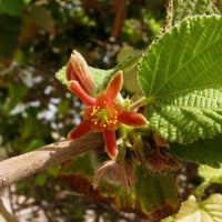 Grewia Villosa Shrub 5 Seeds, Endangered Medicinal Mallow Raisin