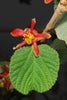 Grewia Villosa Shrub 5 Seeds, Endangered Medicinal Mallow Raisin
