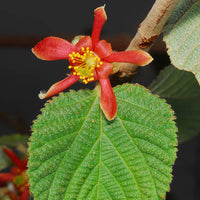 Grewia Villosa Shrub 5 Seeds, Endangered Medicinal Mallow Raisin