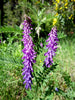 Vicia Villosa 1oz (500) Seeds, Inoculated Hairy Vetch Nitrogen Fixing Cover Crop