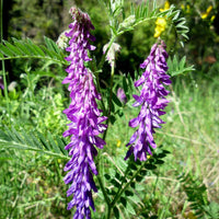 Vicia Villosa 1oz (500) Seeds, Inoculated Hairy Vetch Nitrogen Fixing Cover Crop