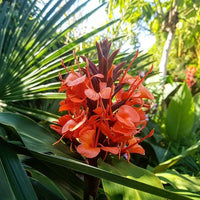 Hedychium Deceptum (Rubrum) 8 Seeds, Cold Hardy Red Ginger Lily