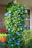 Ipomoea Tricolor Vine 30 Seeds, Mexican Morning Glory Climber, Ground Cover