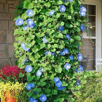 Ipomoea Tricolor Vine 30 Seeds, Mexican Morning Glory Climber, Ground Cover