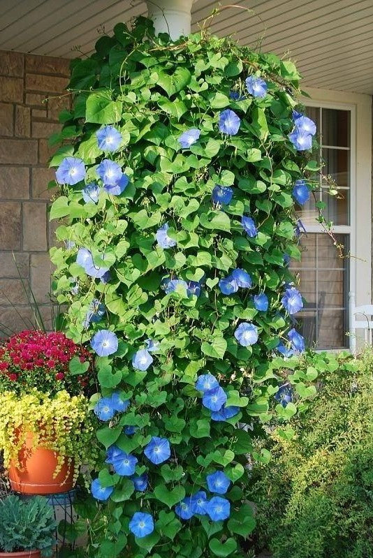 mexican hanging plants Ipomoea Tricolor Vine 30 Seeds, Mexican Morning Glory Climber, Ground Cover