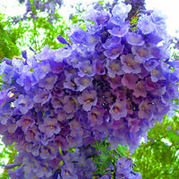 Jacaranda Mimosifolia Fern Tree 20-1500 Seeds, Blue Fragrant Ornamental Bonsai