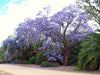 Jacaranda Mimosifolia Fern Tree 20-1500 Seeds, Blue Fragrant Ornamental Bonsai