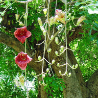 Kigelia Pinnata 8 Seeds, African Sausage Bonsai Tree 