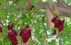 Kigelia Pinnata 8 Seeds, African Sausage Bonsai Tree 