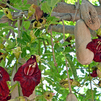 Kigelia Pinnata 8 Seeds, African Sausage Tree Kigelia Africana Bonsai 