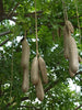 Kigelia Pinnata 8 Seeds, African Sausage Bonsai Tree 