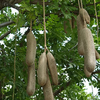 Kigelia Pinnata 8 Seeds, African Sausage Bonsai Tree 