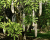 Kigelia Pinnata 8 Seeds, African Sausage Bonsai Tree 