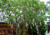 Kigelia Pinnata 8 Seeds, African Sausage Bonsai Tree 