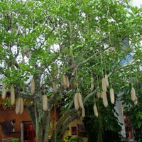Kigelia Pinnata 8 Seeds, African Sausage Bonsai Tree 