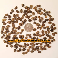 Kigelia Pinnata 8 Seeds, African Sausage Bonsai Tree 