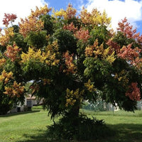 Koelreuteria Paniculata 15/100/500 Seeds, Ornamental Flowering Golden Rain Tree