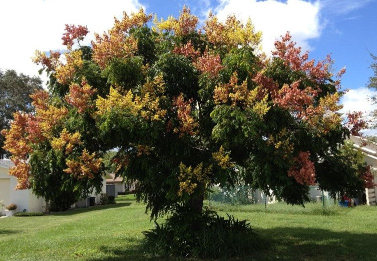 Koelreuteria Paniculata 15/100/500 Seeds, Ornamental Flowering Golden Rain Tree