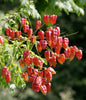 Koelreuteria Paniculata 15/100/500 Seeds, Ornamental Flowering Golden Rain Tree