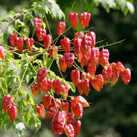 Koelreuteria Paniculata 15/100/500 Seeds, Ornamental Flowering Golden Rain Tree