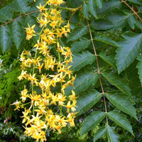 Koelreuteria Paniculata 15/100/500 Seeds, Ornamental Flowering Golden Rain Tree