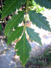 Koelreuteria Paniculata 15/100/500 Seeds, Ornamental Flowering Golden Rain Tree