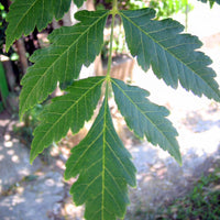 Koelreuteria Paniculata 15/100/500 Seeds, Ornamental Flowering Golden Rain Tree