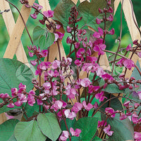 Lablab Purpureus 10 Seeds, Hyacinth Bean, Dolichos Vine