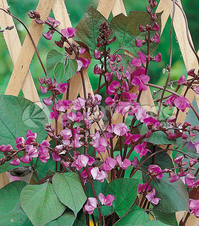 Lablab Purpureus 10 Seeds, Hyacinth Bean, Dolichos Vine