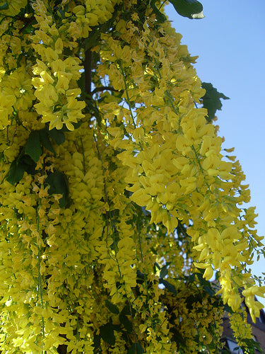 Laburnum Anagyroides Tree 20/100/500 Seeds, Hardy Golden Chain