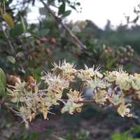 Lawsonia Inermis 200-1000+ Seeds, Henna Tattoos / Hair Dye, L. Alba Tree Shrub