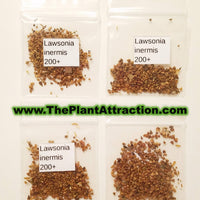 Lawsonia Inermis 200-1000+ Seeds, Henna Tattoos / Hair Dye, L. Alba Tree Shrub