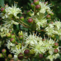 Lawsonia Inermis 200-1000+ Seeds, Henna Tattoos / Hair Dye, L. Alba Tree Shrub