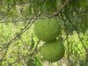 Maclura Pomifera Tree 10 Seeds, Osage Orange Fruit, Hedge Horse Apple