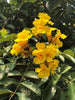 Markhamia Lutea 20/100/500 Seeds, Nile Tulip Trumpet or Siala Shrub or Small Tree