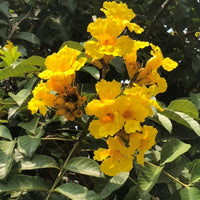 Markhamia Lutea 20/100/500 Seeds, Nile Tulip Trumpet or Siala Shrub or Small Tree
