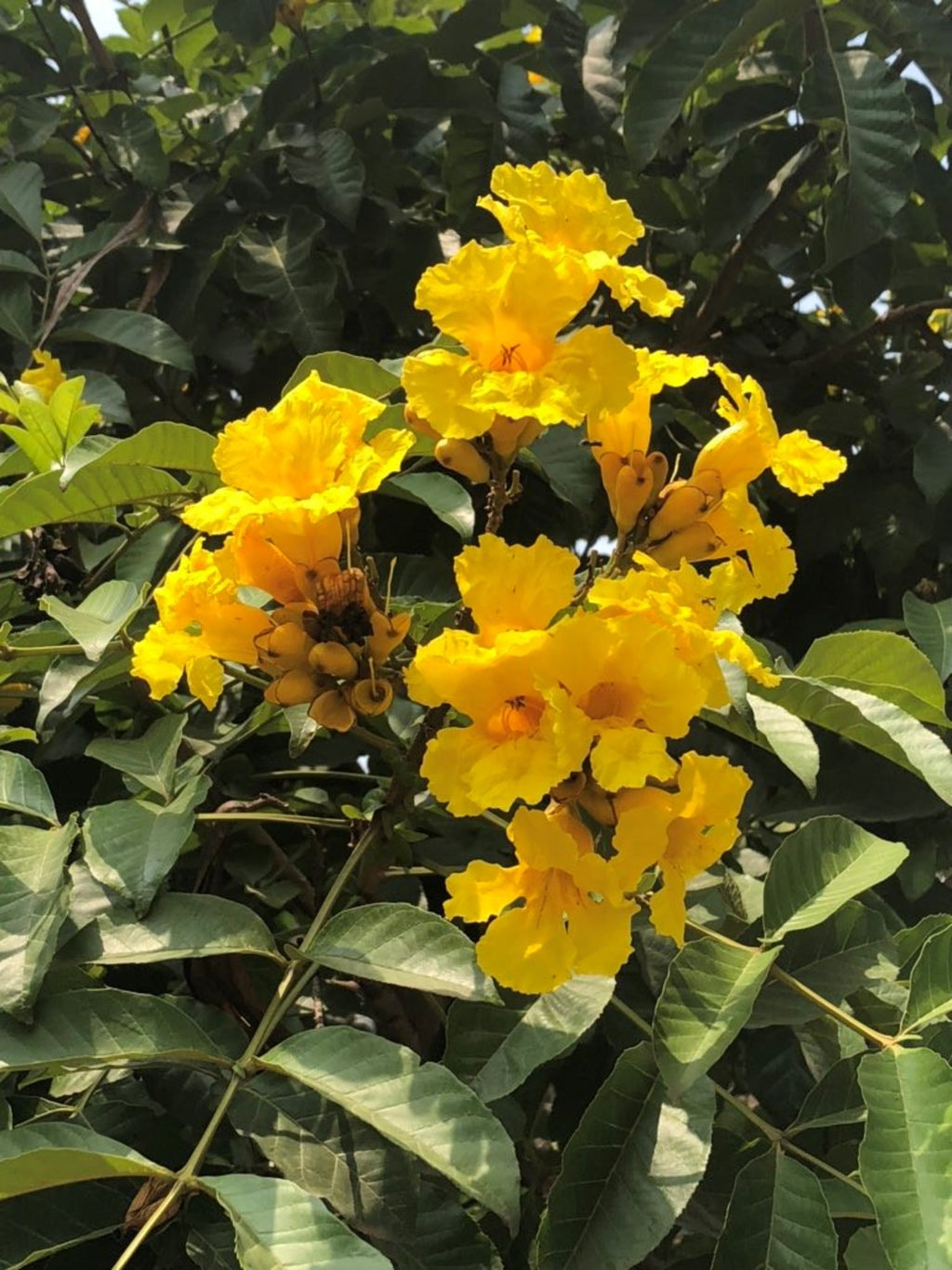 Markhamia Lutea 20/100/500 Seeds, Nile Tulip Trumpet or Siala Shrub or Small Tree