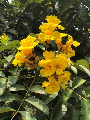 Markhamia Lutea 20/100/500 Seeds, Nile Tulip Trumpet or Siala Shrub or Small Tree