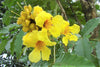 Markhamia Lutea 20/100/500 Seeds, Nile Tulip Trumpet or Siala Shrub or Small Tree
